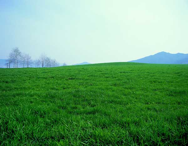 果岭草草坪