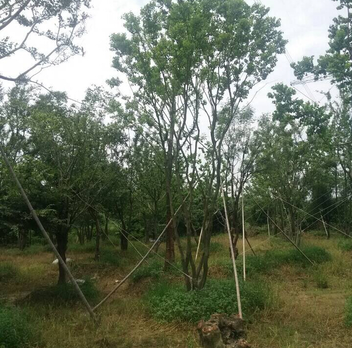 ľ