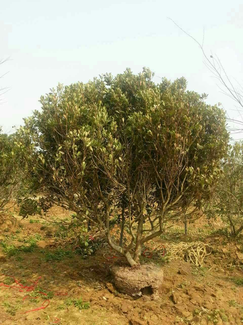 杨梅树 - 句容市天王镇再平苗木种植基地 - 烽火台云