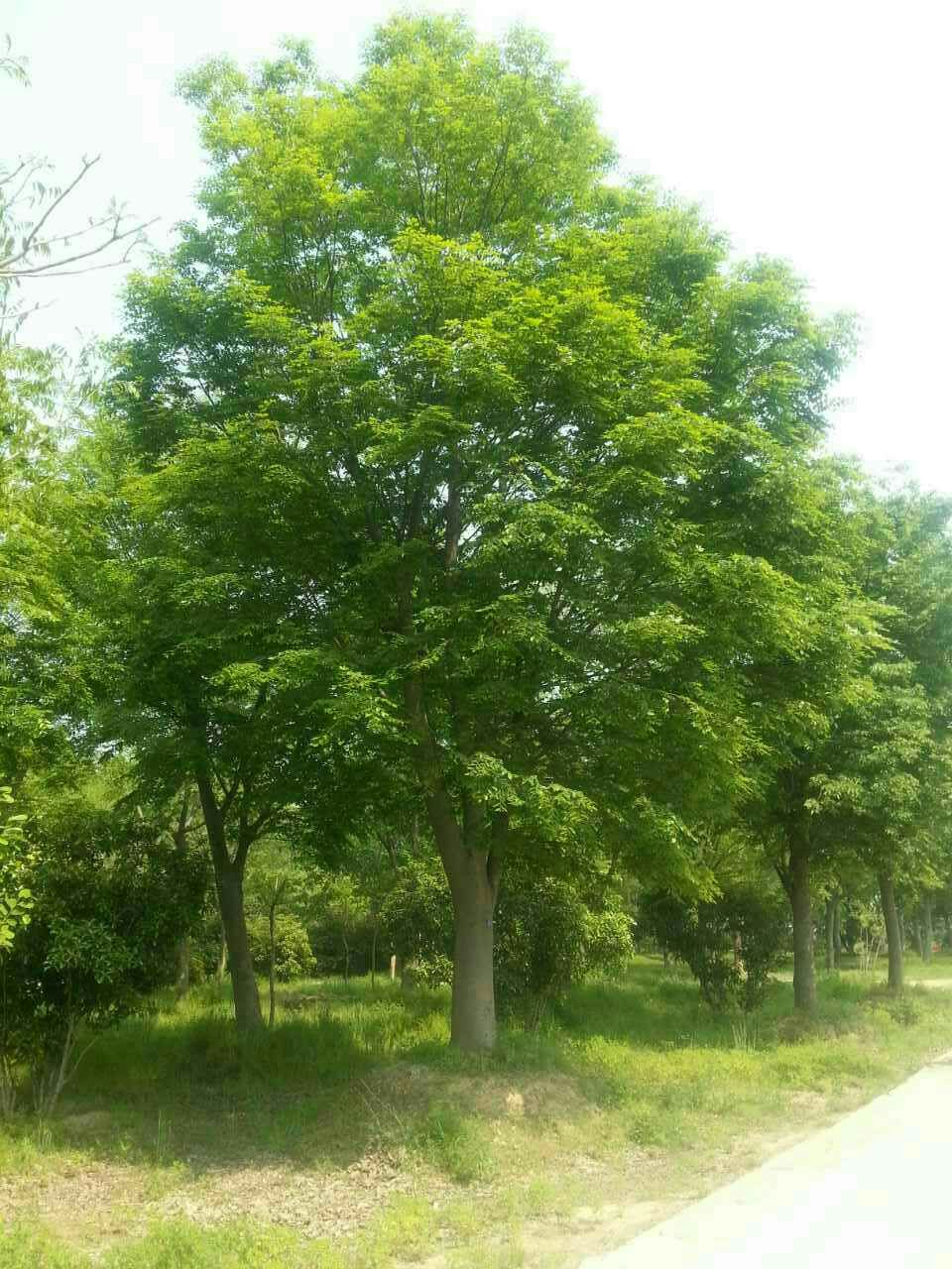 榉树