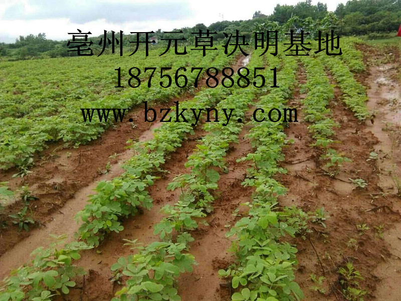 决明子