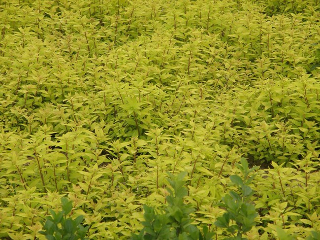 金山绣线菊基地 河北金羿苗木 烽火台云营销