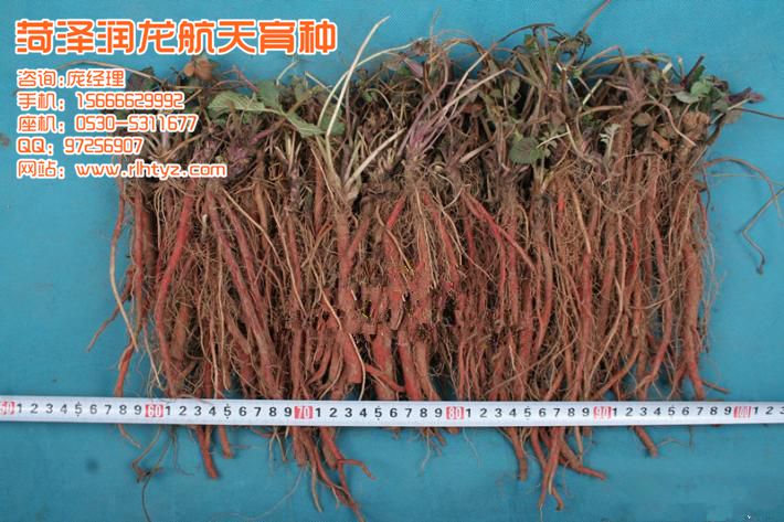 丹参种子-航天丹参-半夏-丹参