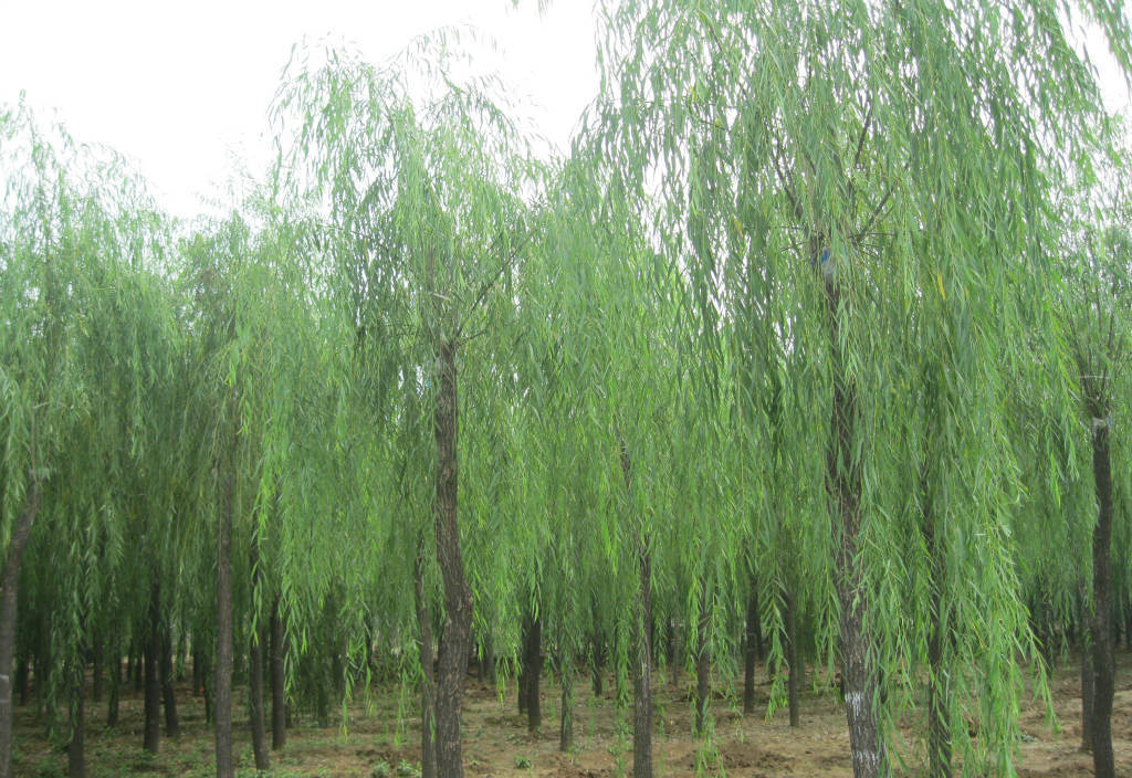 垂柳树