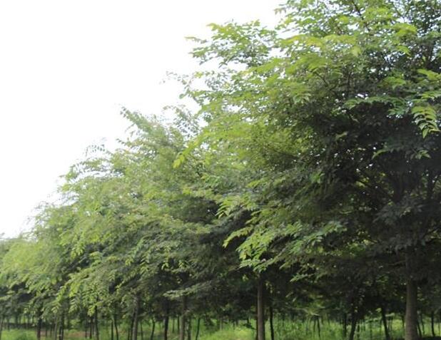 镇江榉树大小苗分布环境:榉树(别名血榉,金丝榔,沙榔树,毛脉榉等)又名
