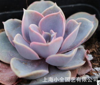紫珍珠图片