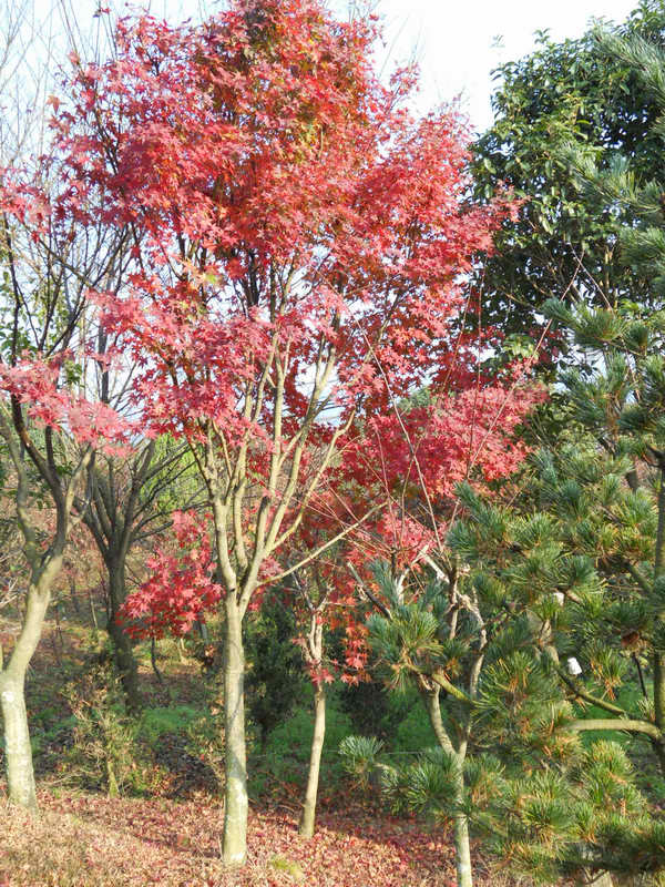 产品中心>鸡爪槭 鸡爪槭 鸡爪槭,又名:鸡爪枫,落叶