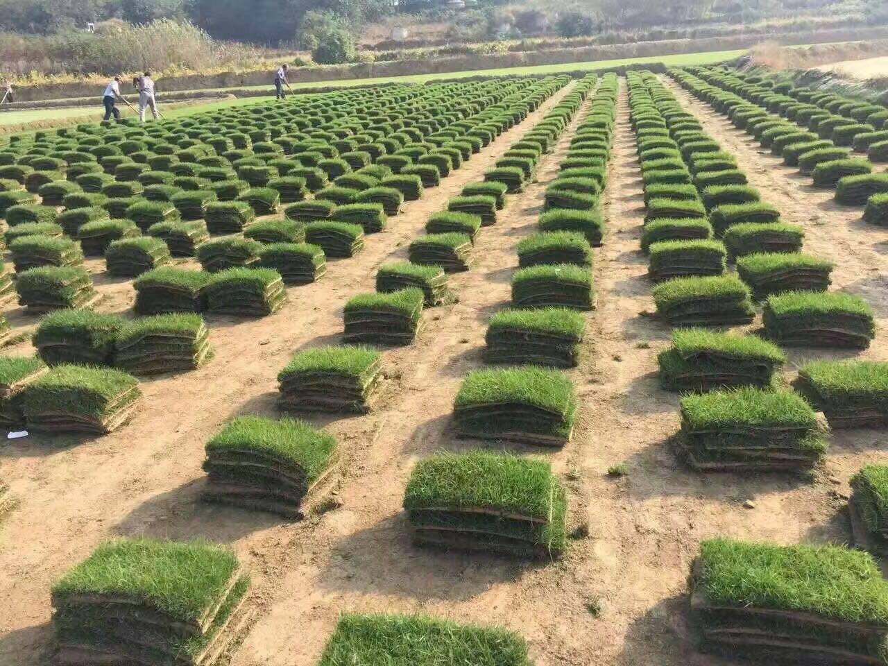 镇江黑麦草厂家,价格_黑麦草供应,销售-句容后白忠芹草坪基地