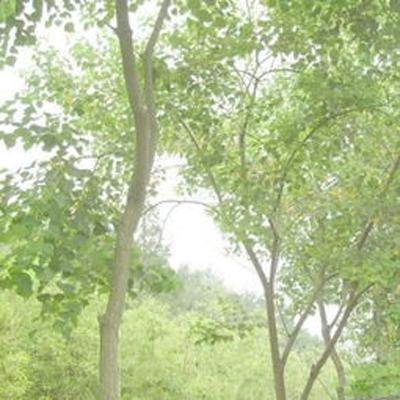 乌桕_乌桕批发_乌桕树销售_镇江乌桕树_镇江乌桕销售