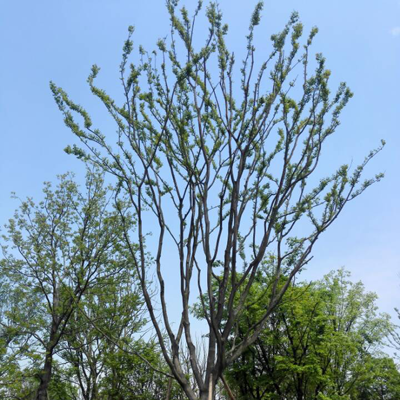 也可以供街道,公路列植作行道树.