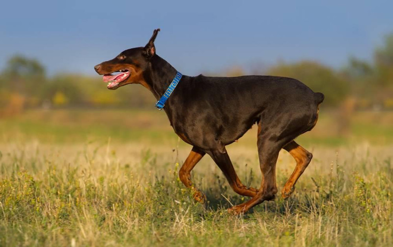杜宾犬做立耳手术的  时期是两个月的时候,体重达到6干克