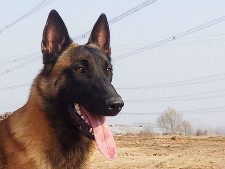 马里努阿犬