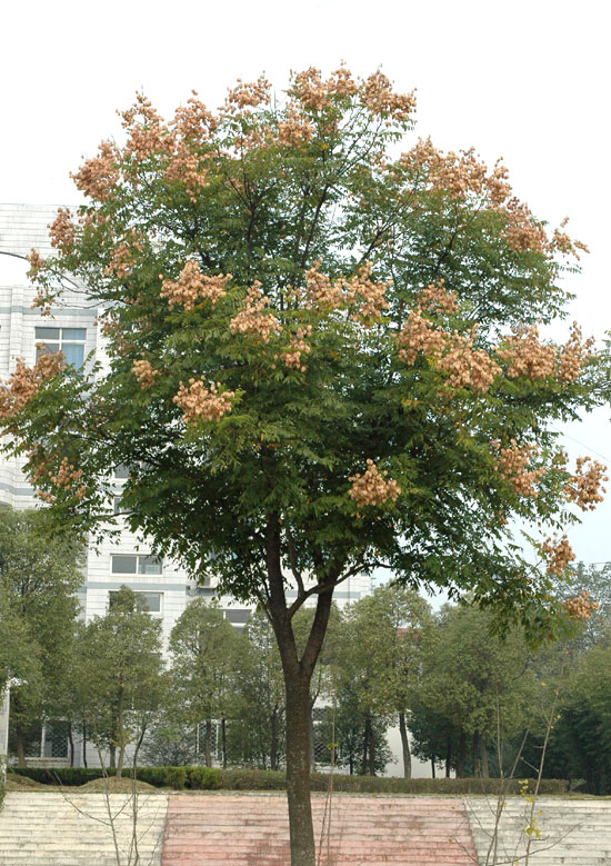 栾树树苗  栾树树苗:   栾树别名:木栾,栾华等,是无患子科,栾树属植物