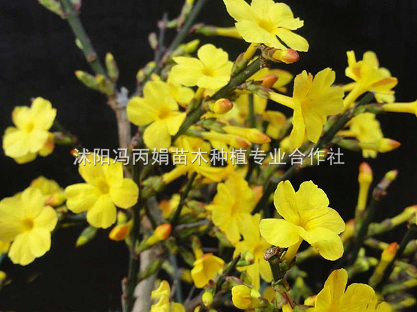 迎春