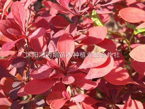 红叶小波