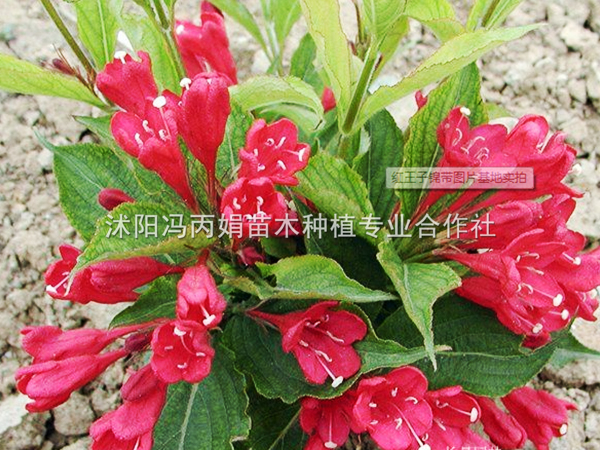 红王子锦带