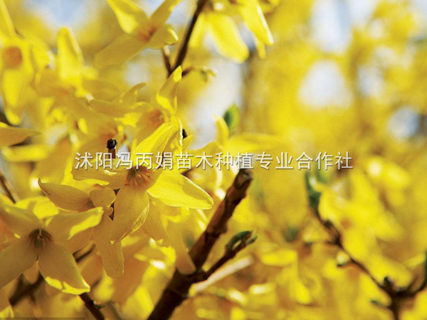 连翘