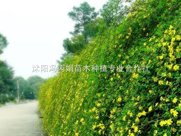 迎春