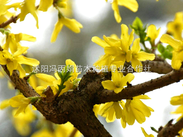 连翘