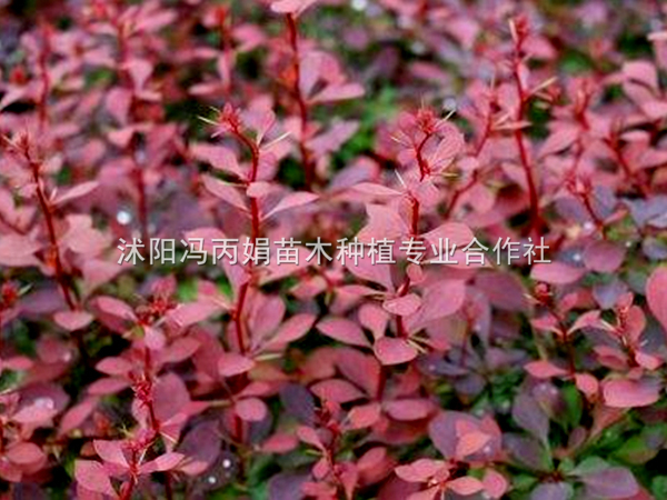红叶小波