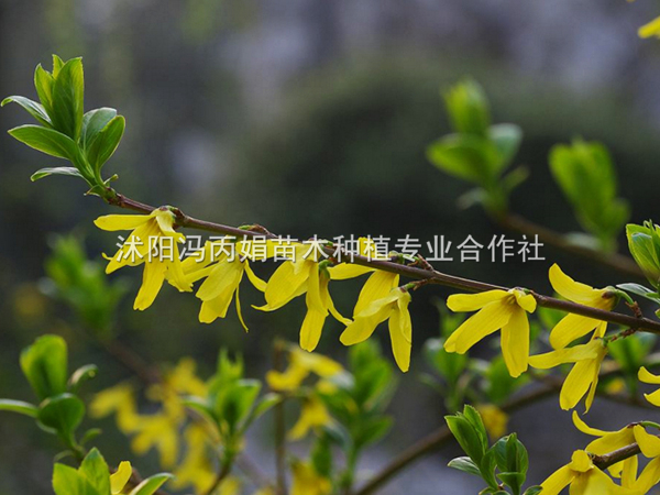 连翘