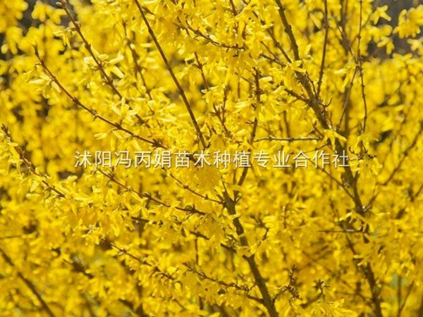 连翘