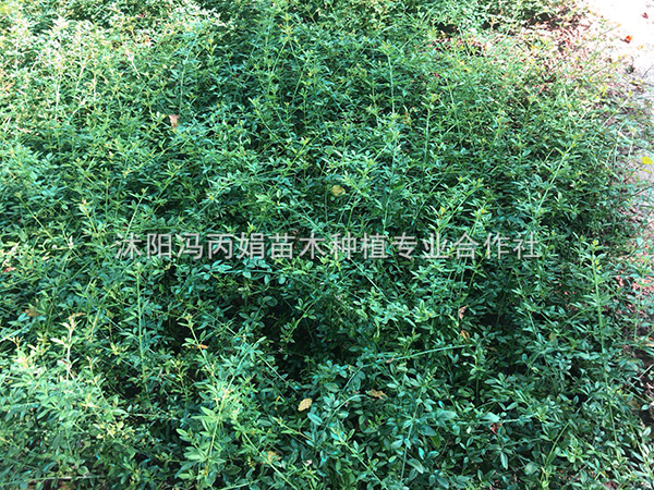 迎春