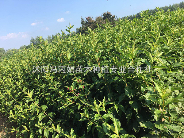 红王子锦带