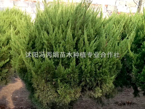 龙柏