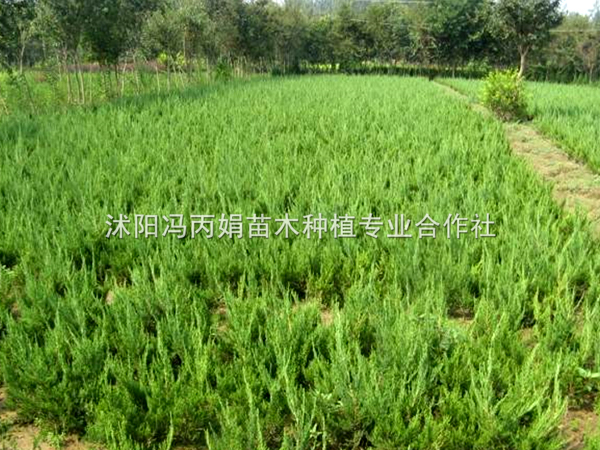龙柏