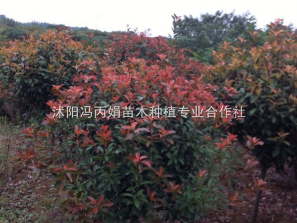 红叶石楠