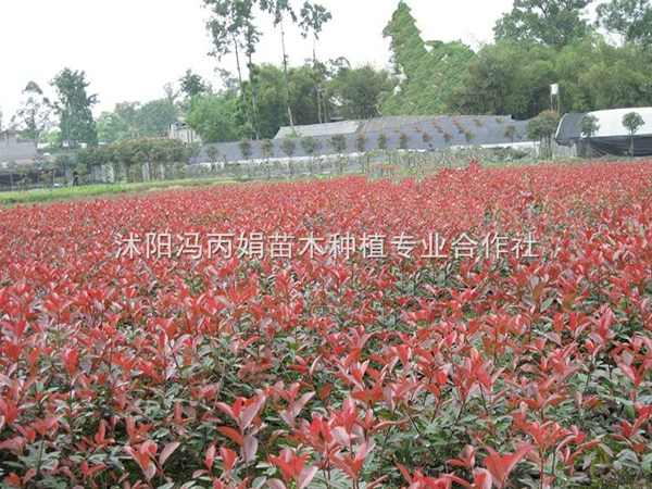 红叶石楠