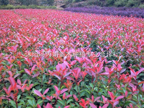 红叶石楠
