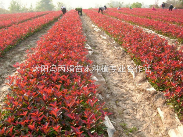 红叶石楠