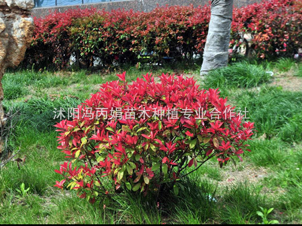 红叶石楠