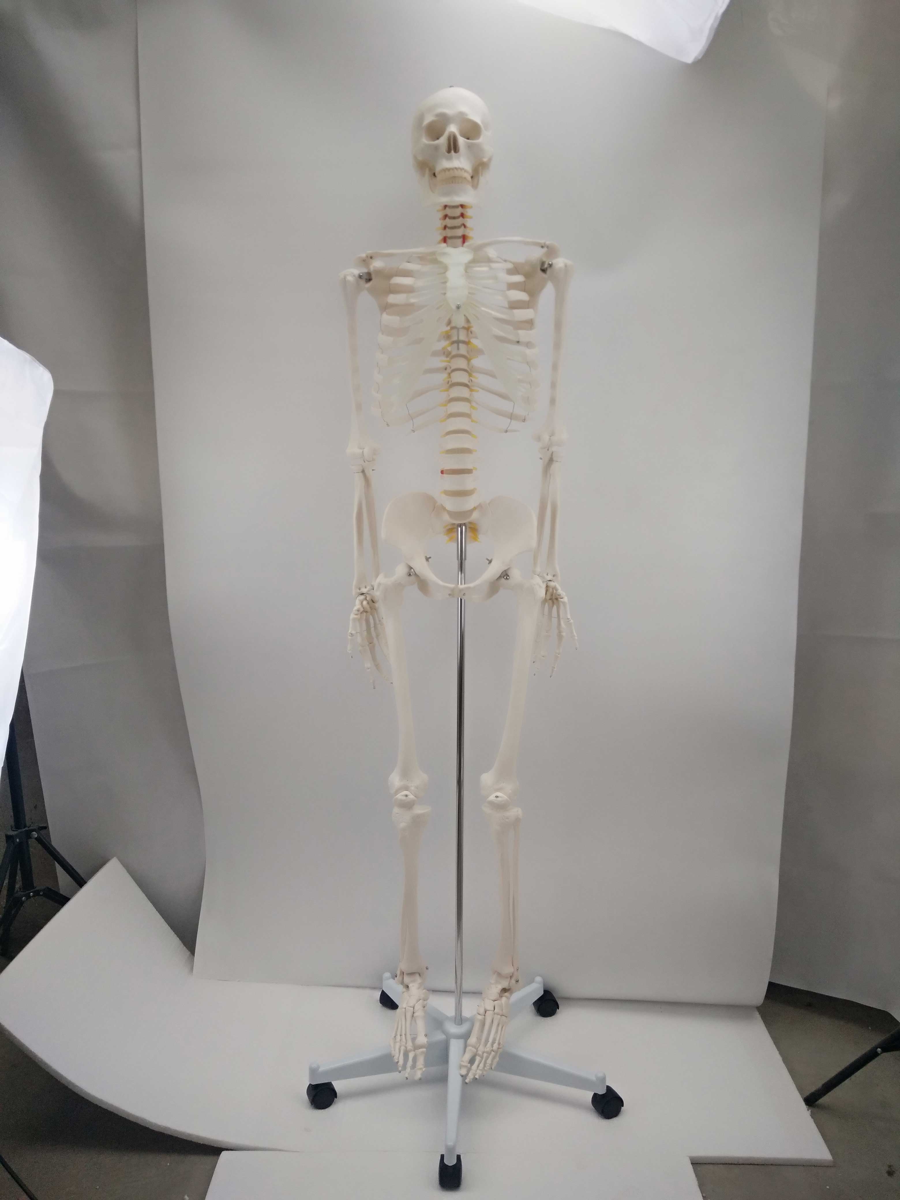 成人女性骨骼模型