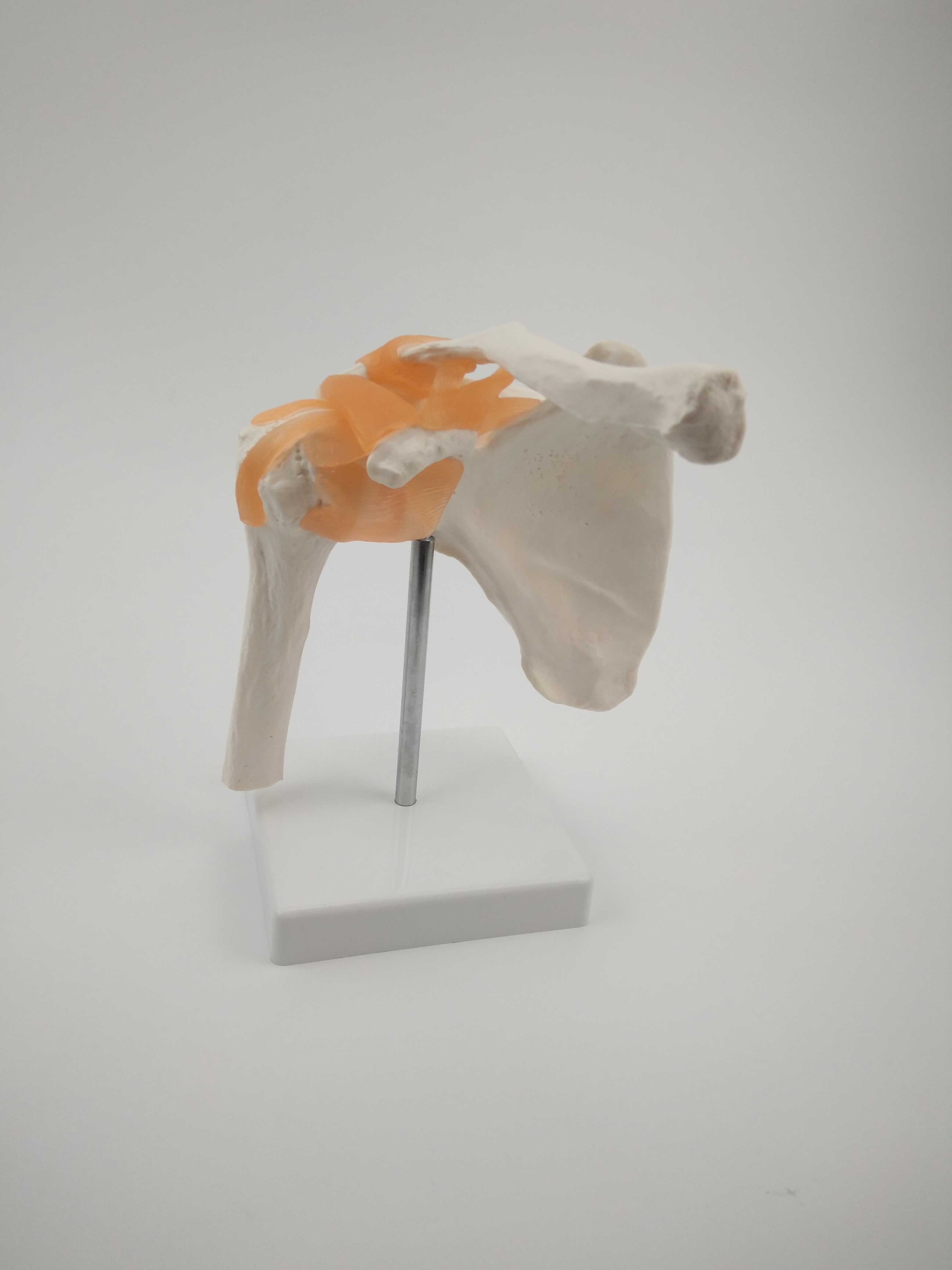 功能型肩胛骨模型