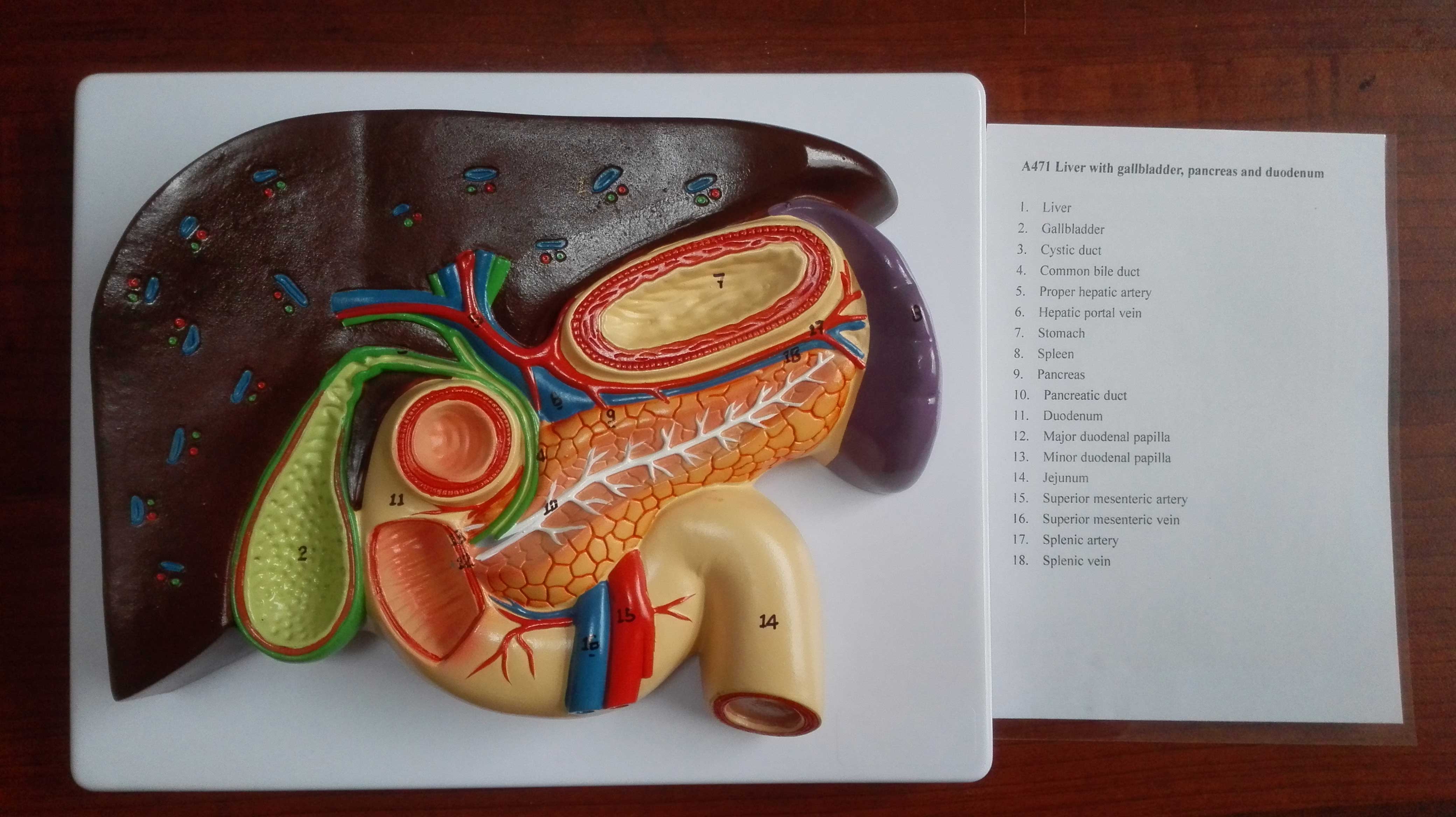 肝胰脾十二指肠胃模型