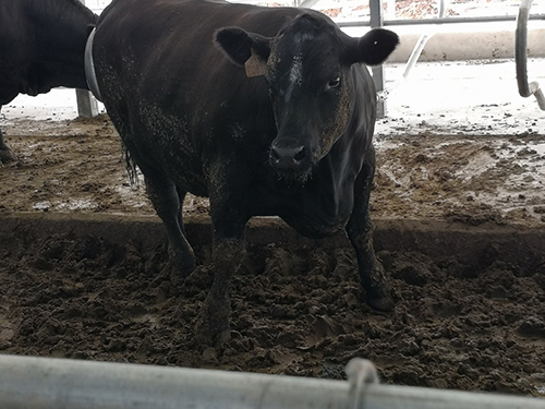 肉牛 肉牛