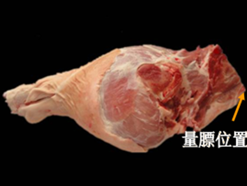 白条 白条