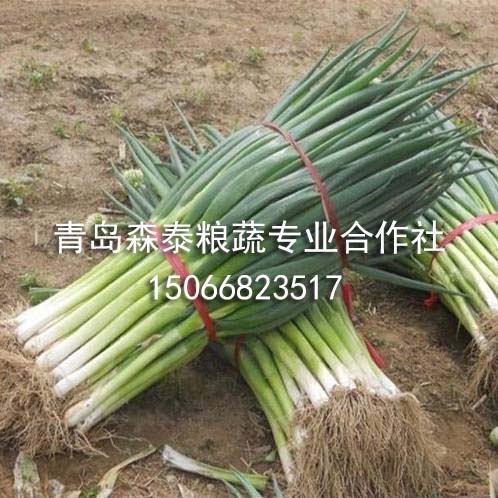 普通大葱 普通大葱
