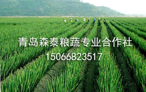 银钻大葱 银钻大葱