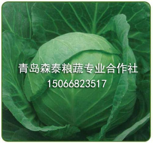 圆球甘蓝 圆球甘蓝