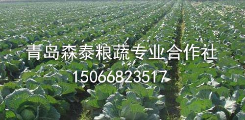 圆球甘蓝 圆球甘蓝
