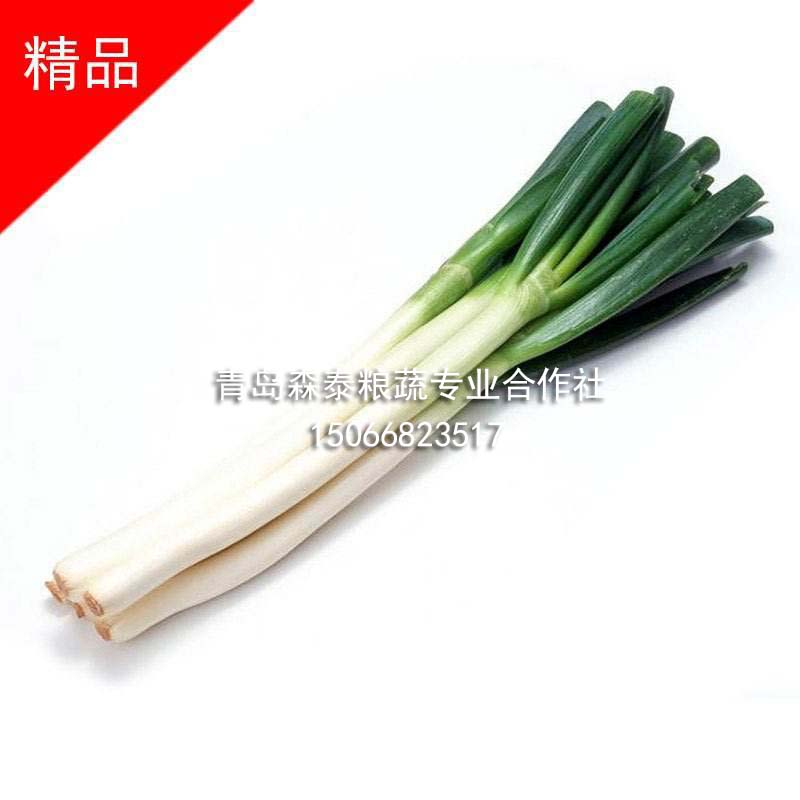 普通大葱 普通大葱