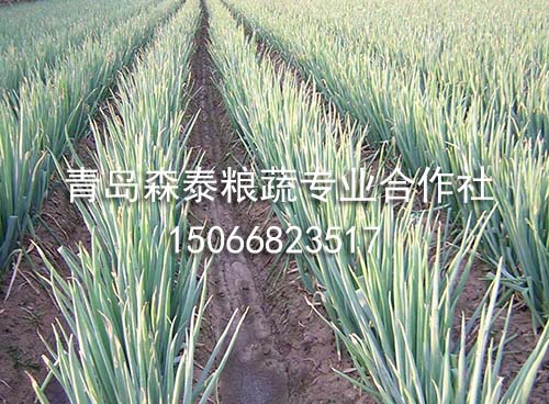 银钻大葱 银钻大葱
