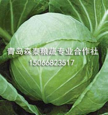 圆球甘蓝 圆球甘蓝