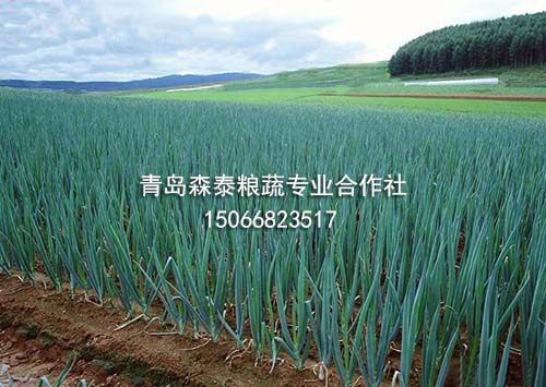 银钻大葱 银钻大葱