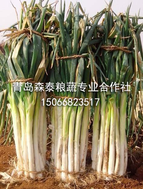 普通大葱 普通大葱