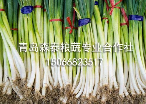 普通大葱 普通大葱